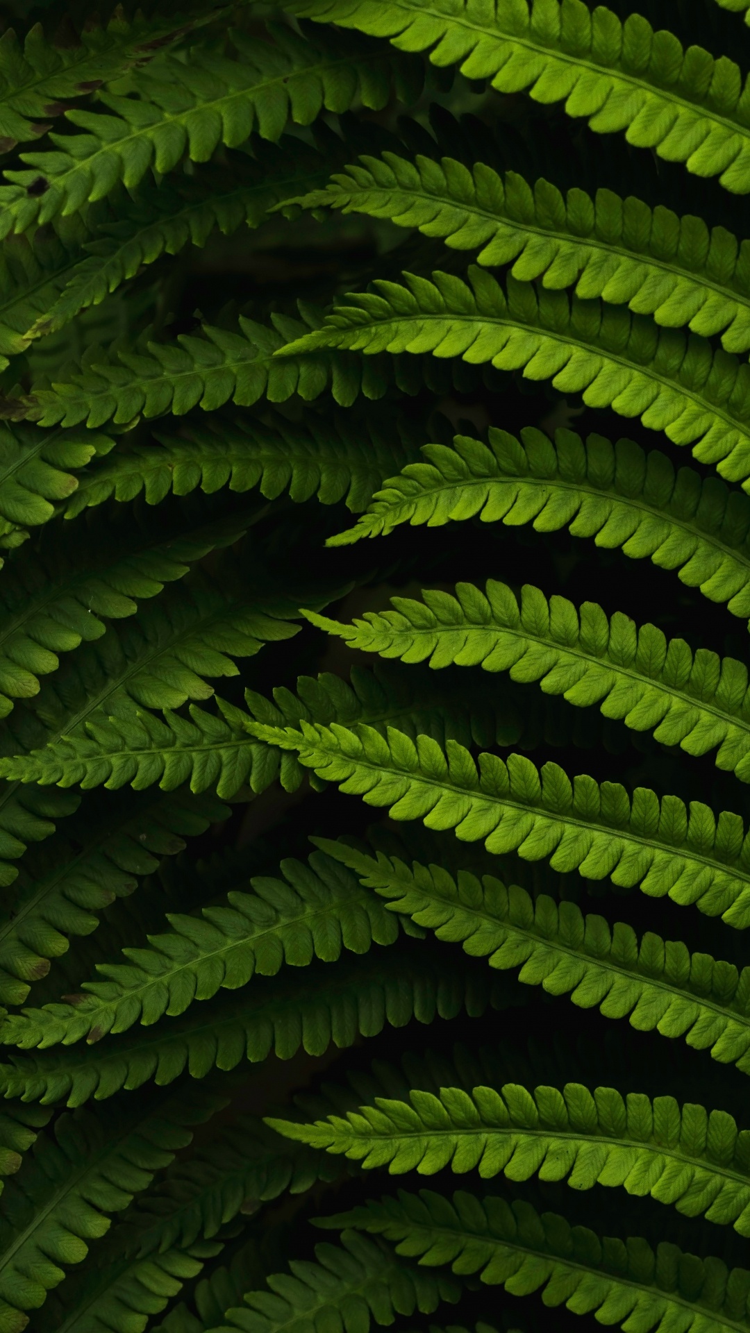 Planta, Helecho, la Vegetación, Verde, Planta Terrestre. Wallpaper in 1080x1920 Resolution