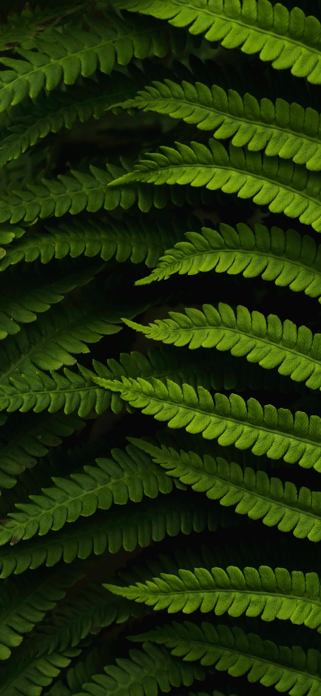 Plants, Fern, Vegetation, Green, Terrestrial Plant. Wallpaper in 1125x2436 Resolution