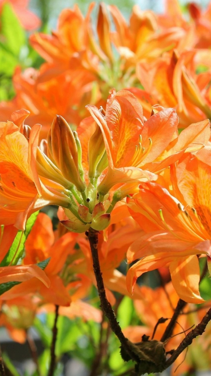 杜鹃花, 开花, 显花植物, 弹簧, 野花 壁纸 720x1280 允许