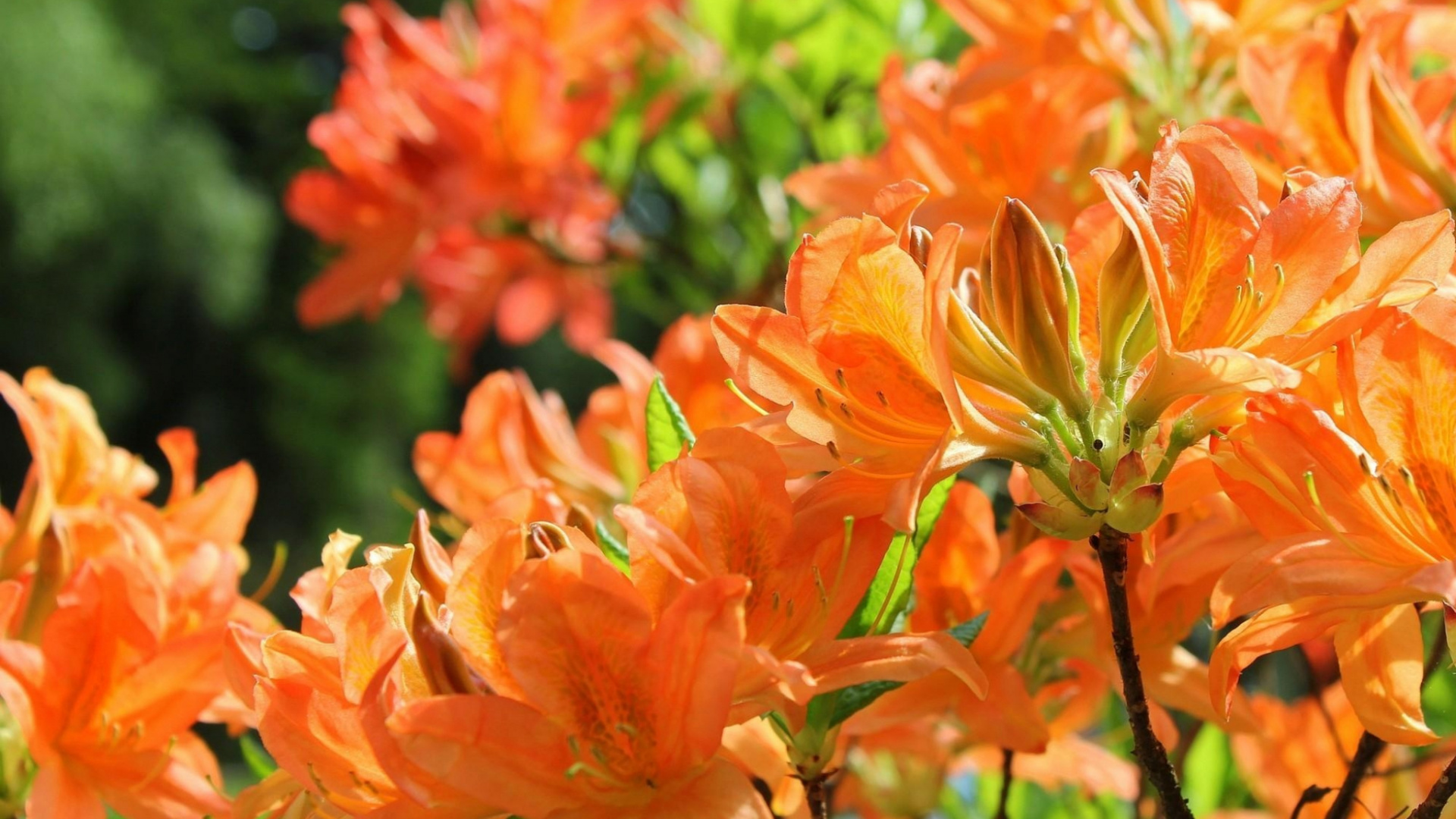 Orange Flowers With Green Leaves. Wallpaper in 1920x1080 Resolution