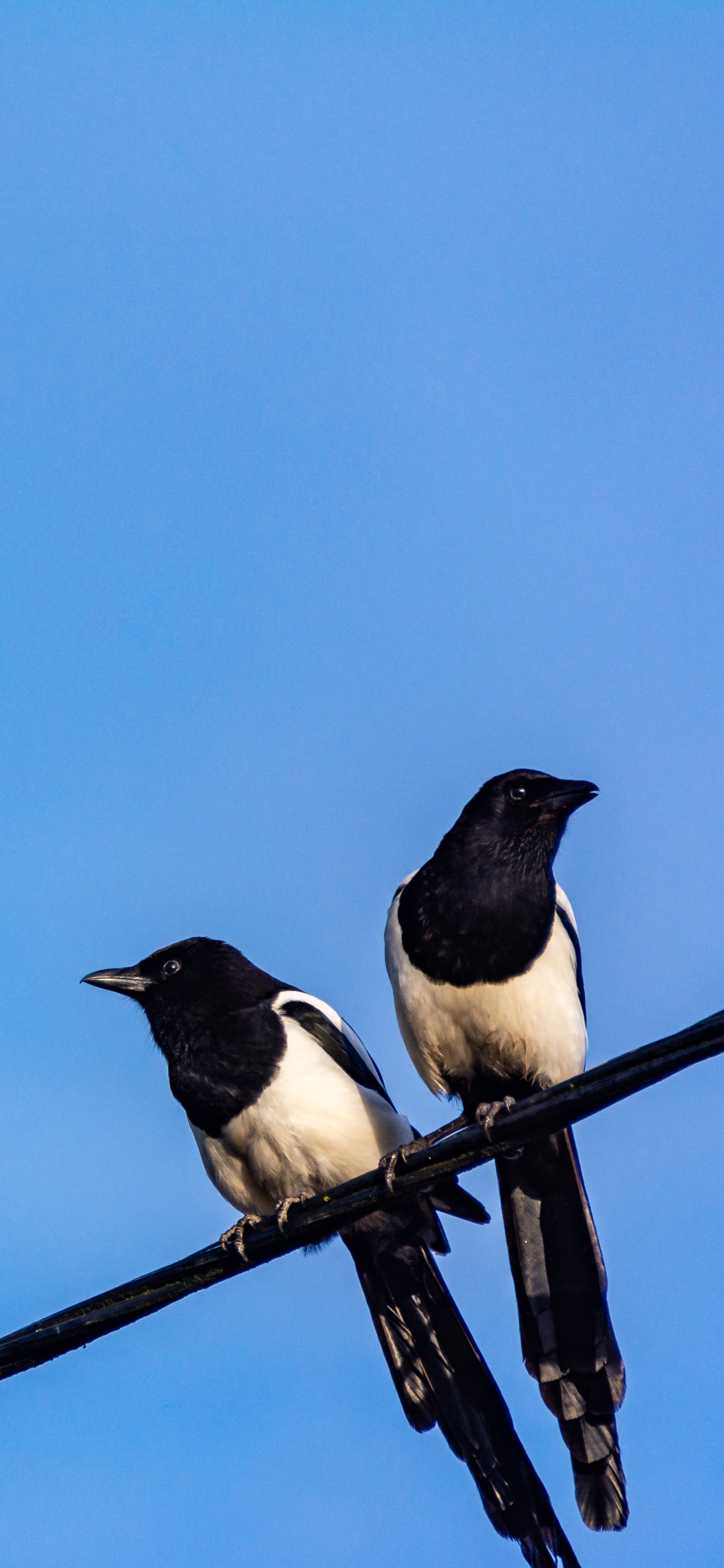 Pájaro Blanco y Negro Sobre un Palo de Madera Marrón Bajo un Cielo Azul Durante el Día. Wallpaper in 1242x2688 Resolution