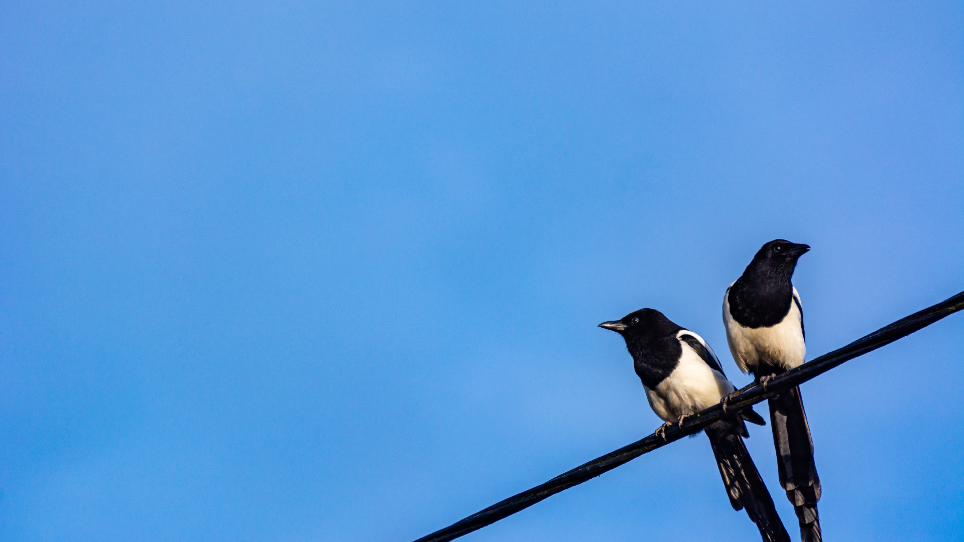 Pájaro Blanco y Negro Sobre un Palo de Madera Marrón Bajo un Cielo Azul Durante el Día. Wallpaper in 1920x1080 Resolution