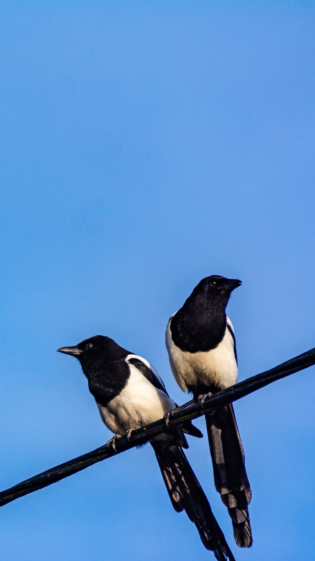 Oiseau Noir et Blanc Sur un Bâton en Bois Marron Sous un Ciel Bleu Pendant la Journée. Wallpaper in 1080x1920 Resolution