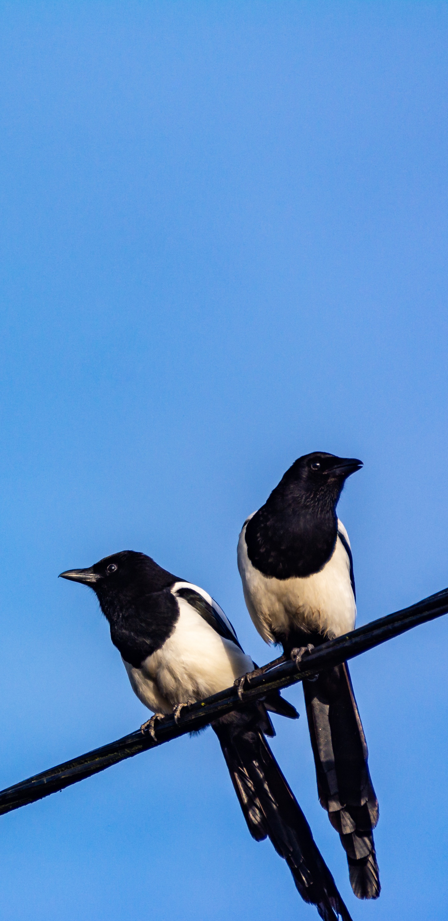 Oiseau Noir et Blanc Sur un Bâton en Bois Marron Sous un Ciel Bleu Pendant la Journée. Wallpaper in 1440x2960 Resolution