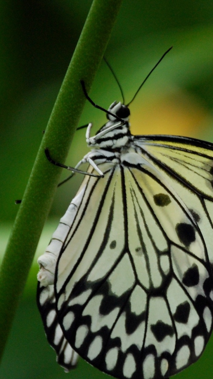 Mariposa en Blanco y Negro Posado Sobre Hojas Verdes en Fotografía de Cerca Durante el Día. Wallpaper in 720x1280 Resolution