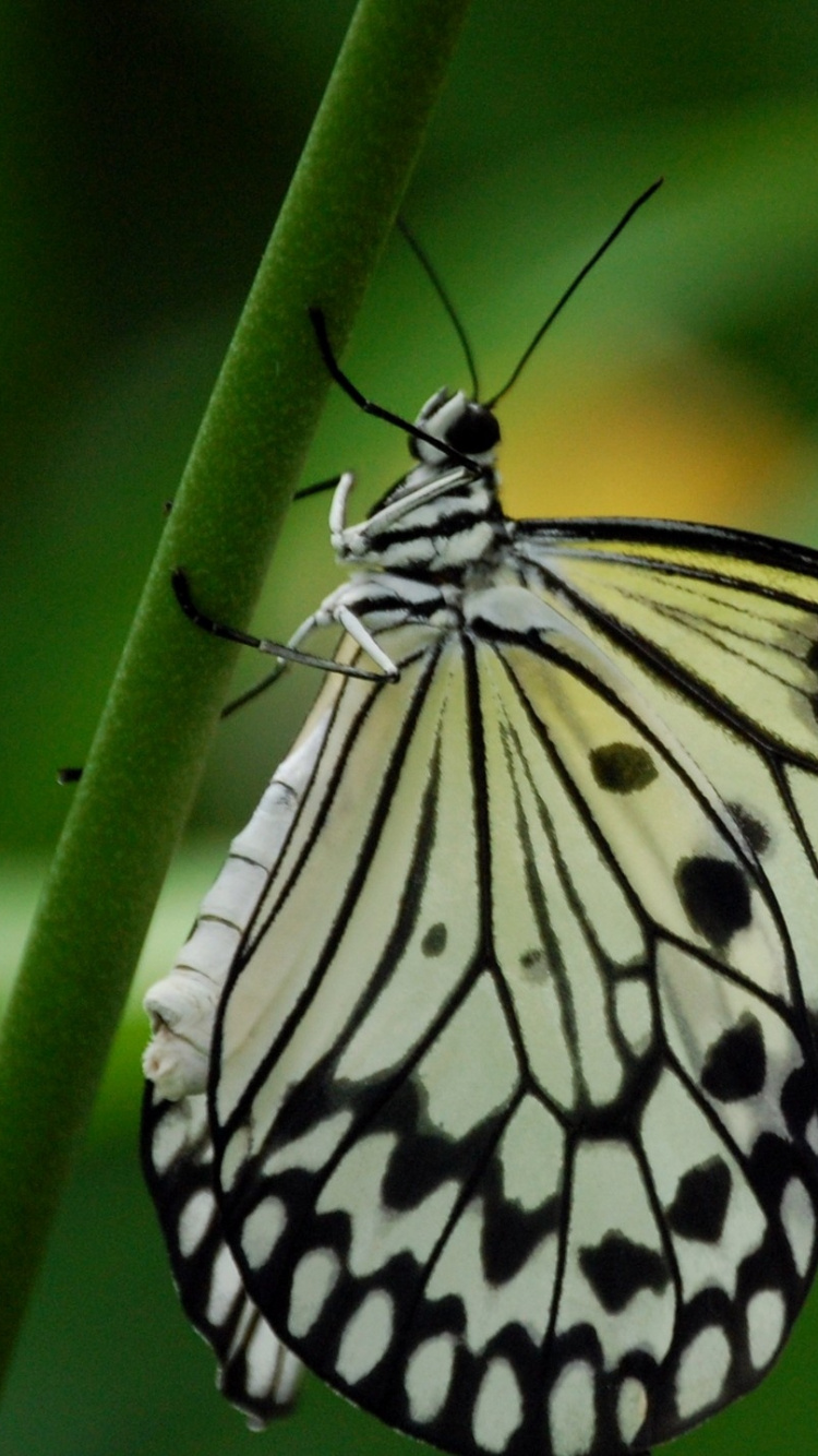 Mariposa en Blanco y Negro Posado Sobre Hojas Verdes en Fotografía de Cerca Durante el Día. Wallpaper in 750x1334 Resolution