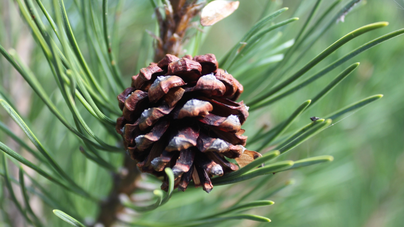 Brown Pine Cone in Close up Photography. Wallpaper in 1366x768 Resolution