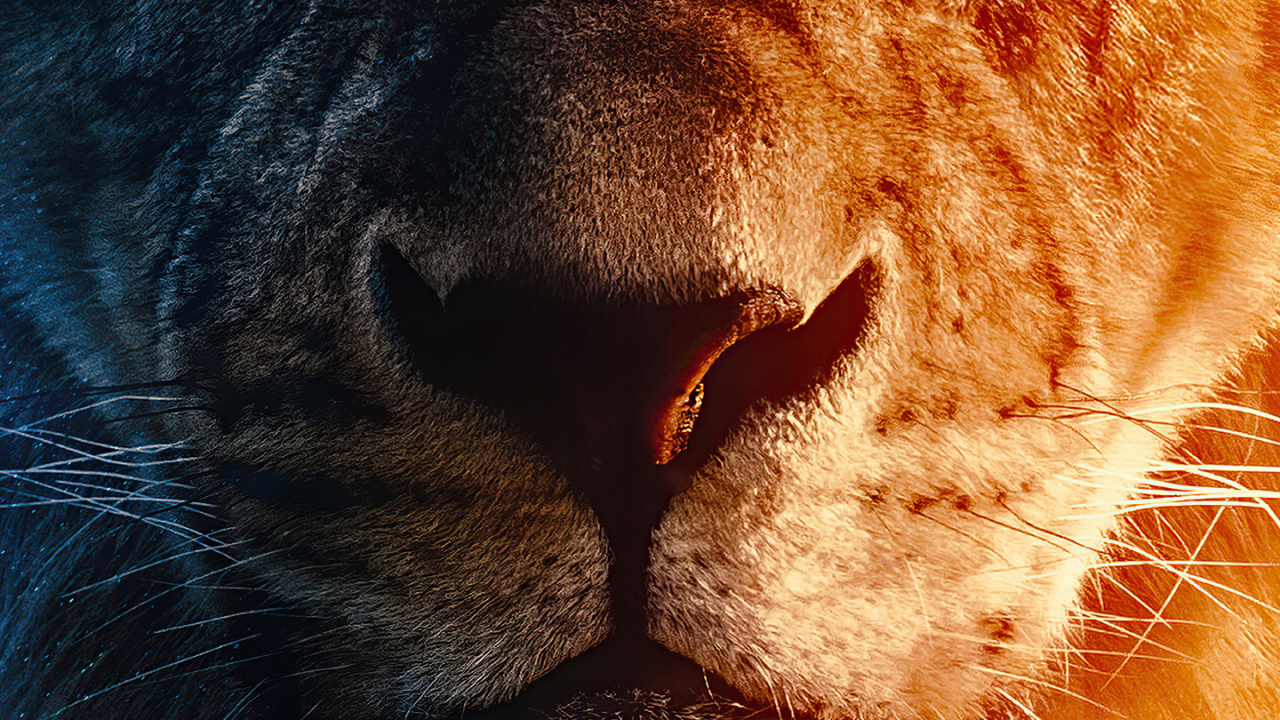 Lion, Simba, Poster, Timon and Pumbaa, Nose. Wallpaper in 1280x720 Resolution