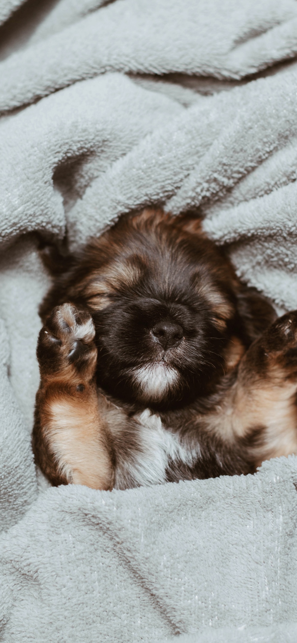 Chiot Enduit Long Marron et Noir Sur Textile Blanc. Wallpaper in 1125x2436 Resolution