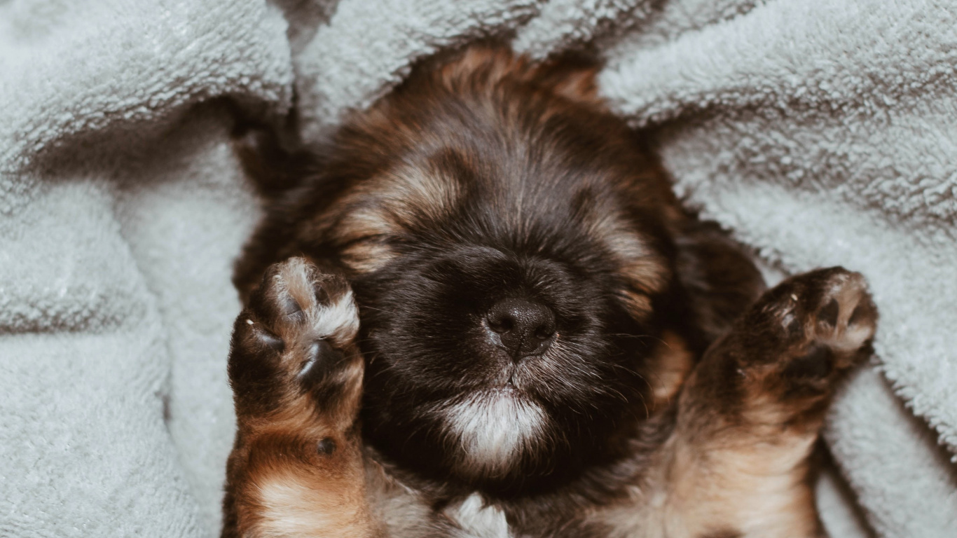 Chiot Enduit Long Marron et Noir Sur Textile Blanc. Wallpaper in 1366x768 Resolution