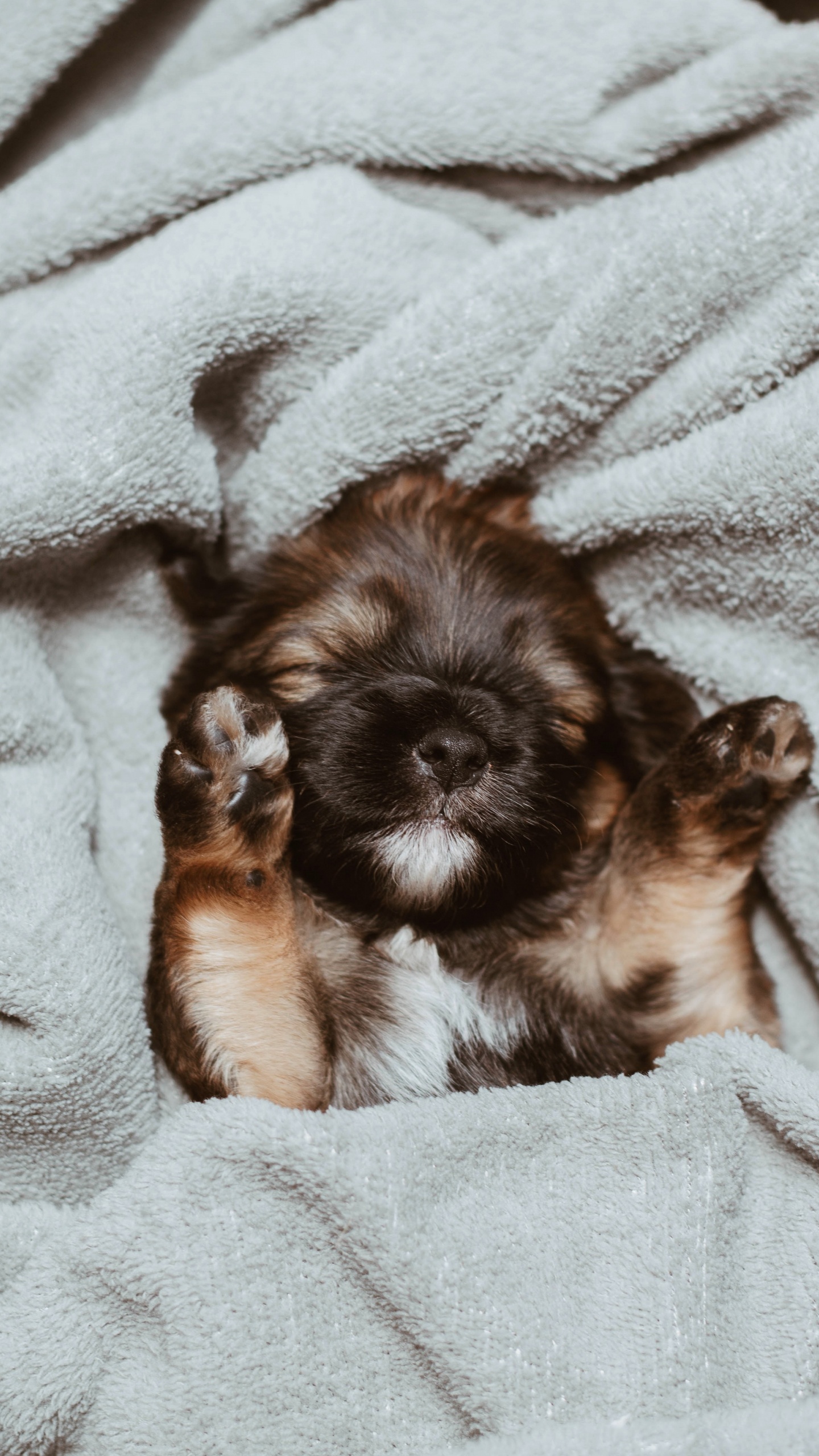 Chiot Enduit Long Marron et Noir Sur Textile Blanc. Wallpaper in 1440x2560 Resolution