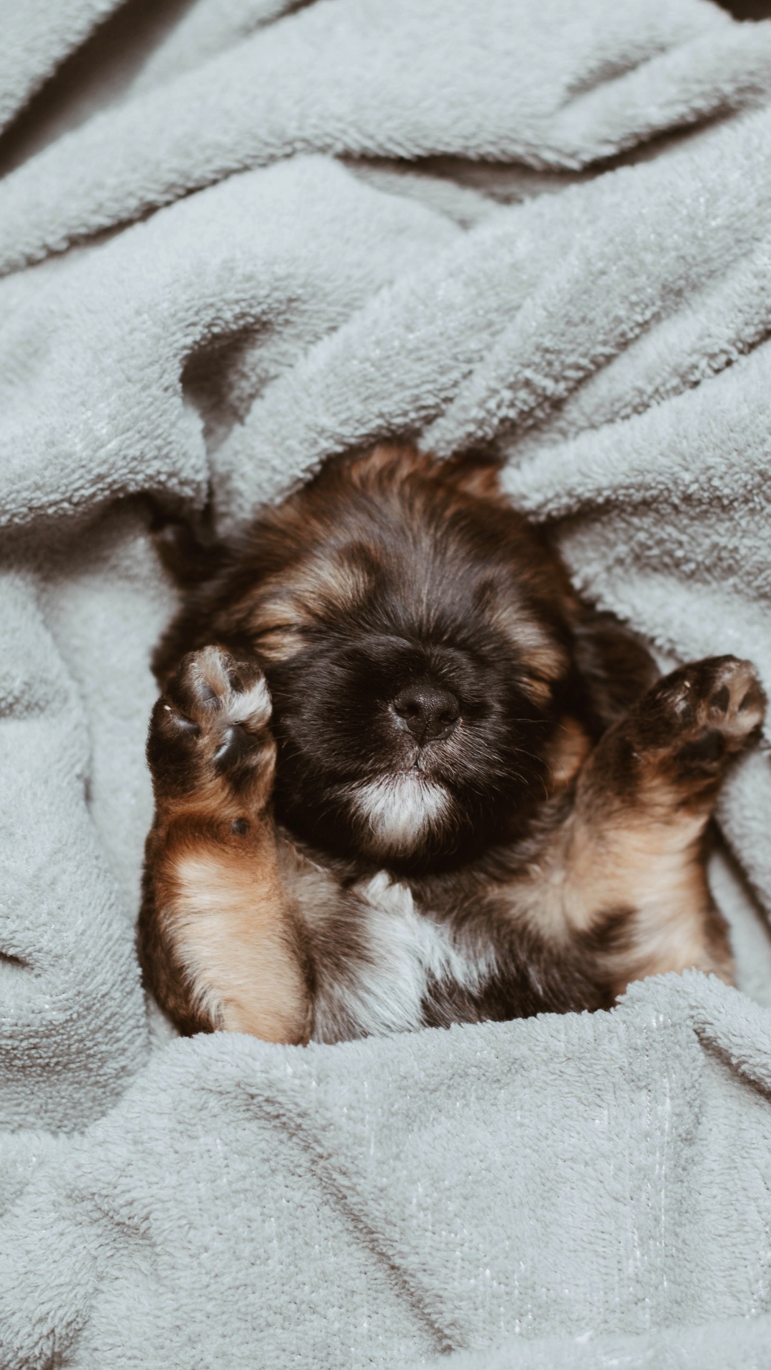 Brown and Black Long Coated Puppy on White Textile. Wallpaper in 1080x1920 Resolution