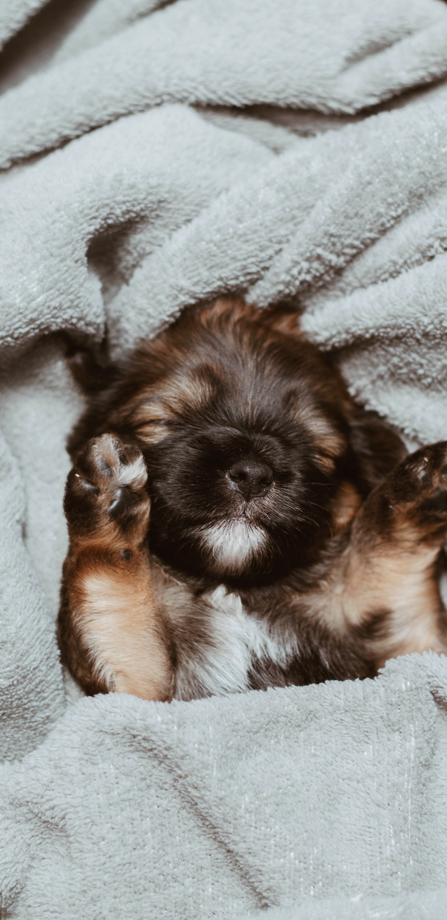 Brown and Black Long Coated Puppy on White Textile. Wallpaper in 1440x2960 Resolution