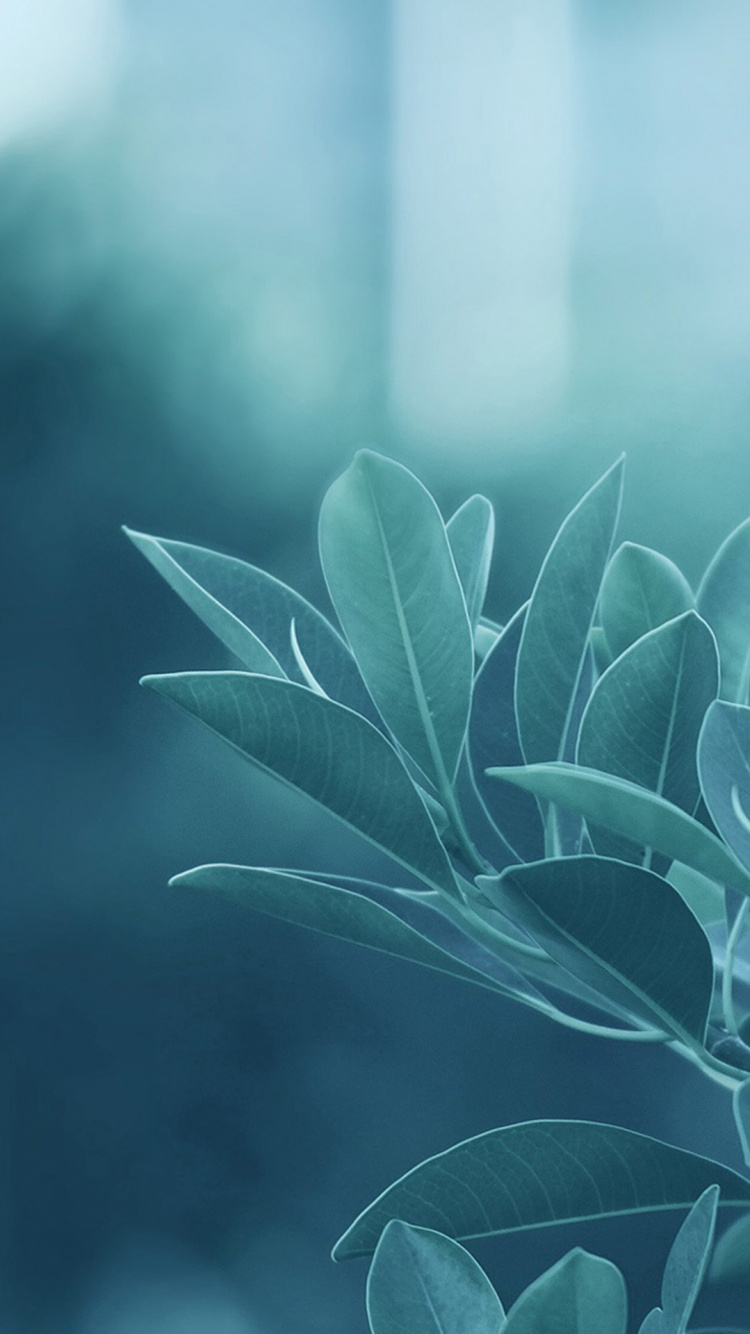 Blue, Leaf, Green, Plant, Botany. Wallpaper in 750x1334 Resolution