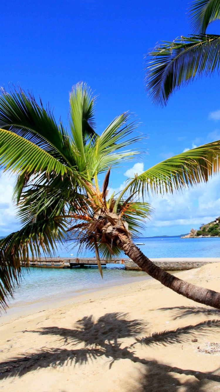 Palm Tree on Beach Shore During Daytime. Wallpaper in 750x1334 Resolution