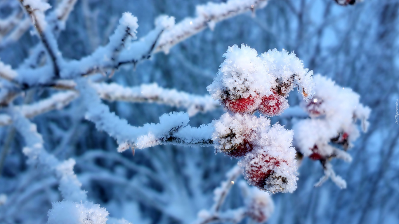 Red Round Fruit Covered With Snow. Wallpaper in 1366x768 Resolution