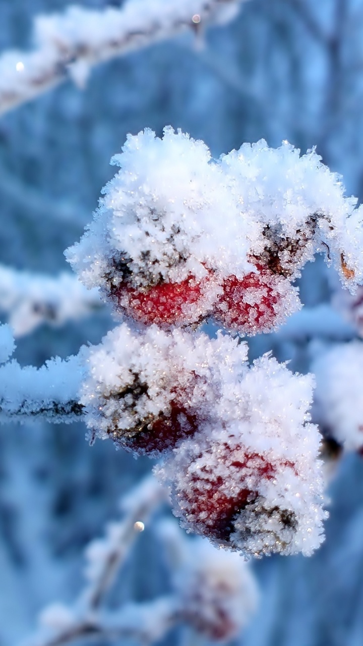 Red Round Fruit Covered With Snow. Wallpaper in 720x1280 Resolution