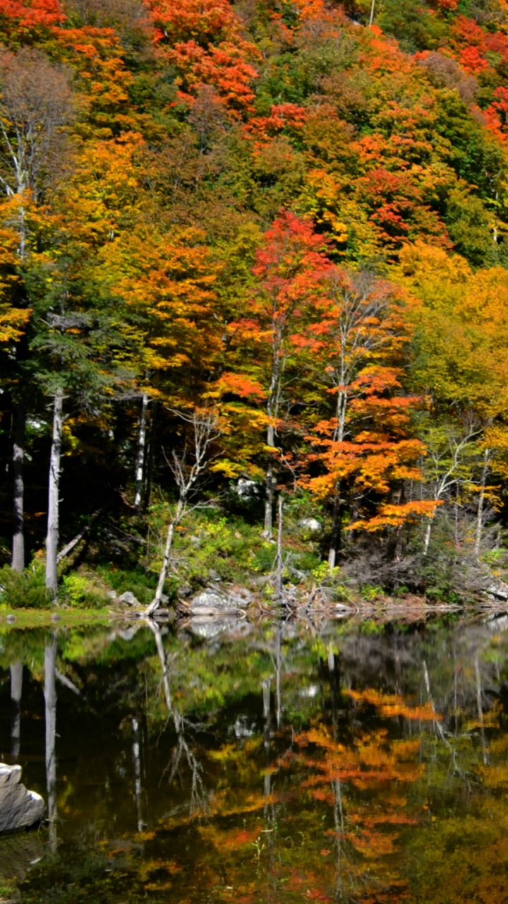 Green and Brown Trees Beside Lake Under Blue Sky During Daytime. Wallpaper in 720x1280 Resolution