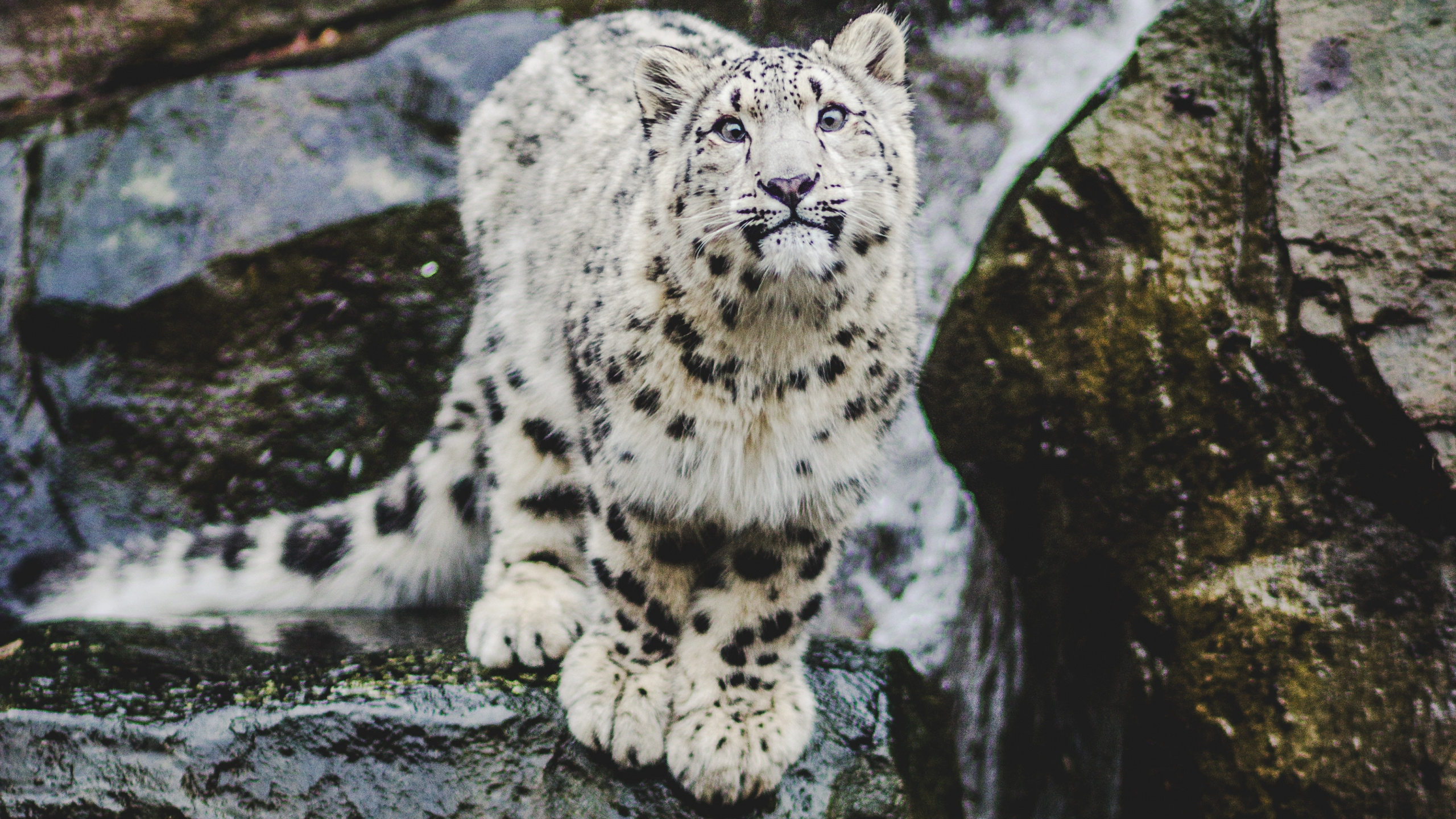 White and Black Leopard on Gray Rock. Wallpaper in 2560x1440 Resolution