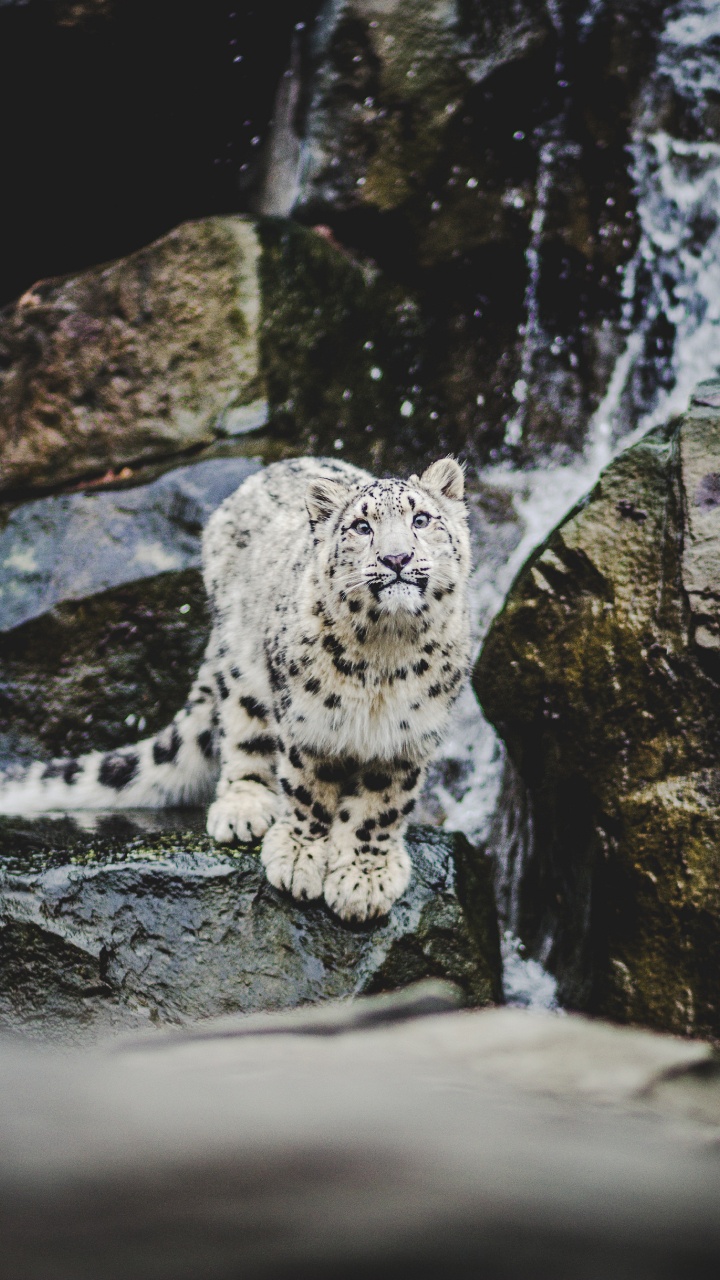 White and Black Leopard on Gray Rock. Wallpaper in 720x1280 Resolution