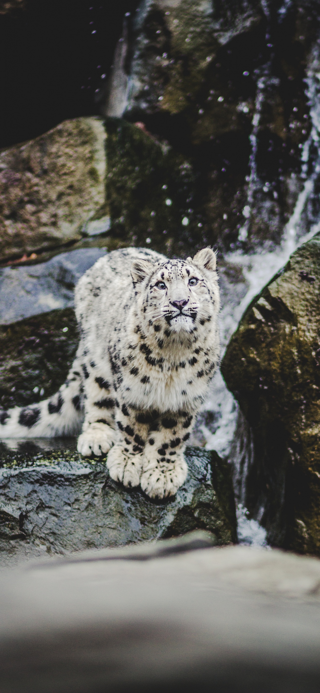 Leopardo Blanco y Negro Sobre Roca Gris. Wallpaper in 1242x2688 Resolution