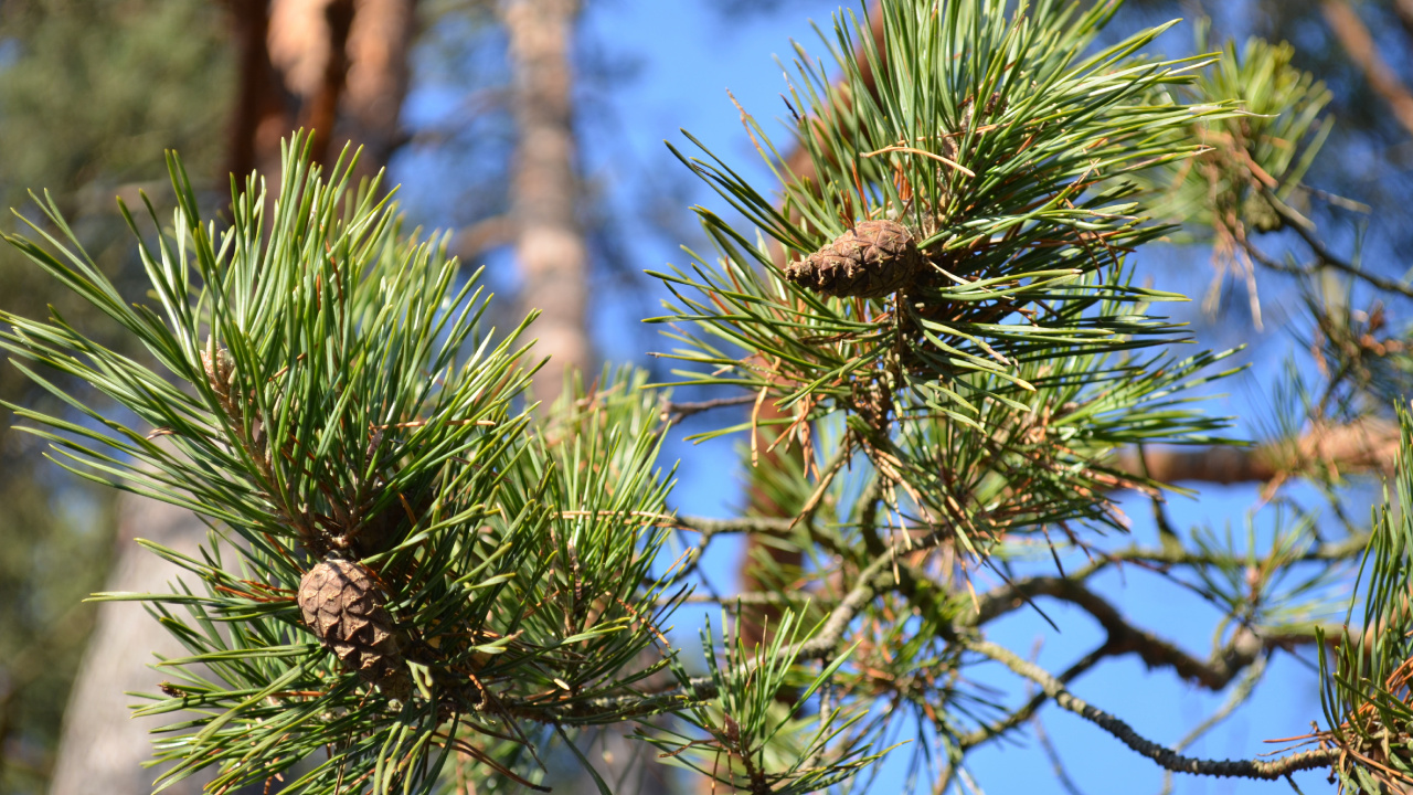 Green and Brown Pine Cone. Wallpaper in 1280x720 Resolution