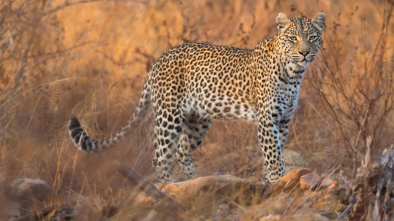 Leopardo Caminando Sobre la Hierba Marrón Durante el Día. Wallpaper in 1280x720 Resolution