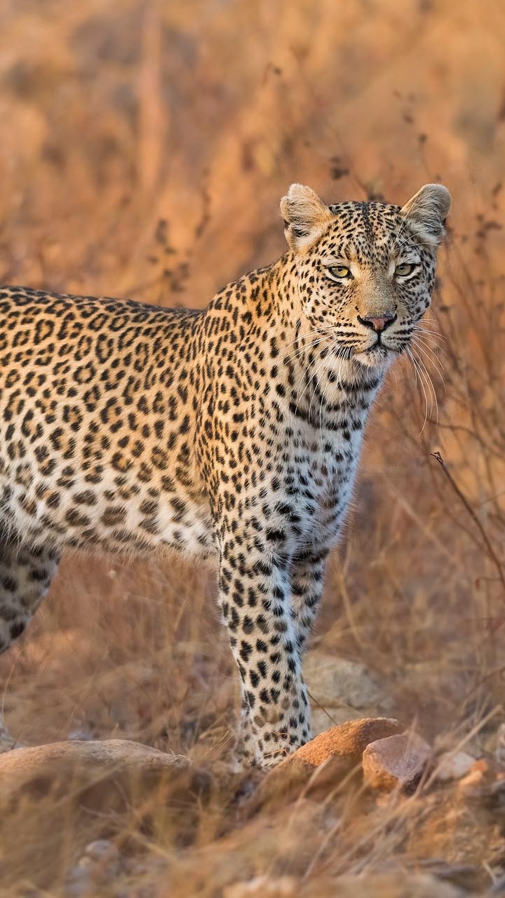 Leopardo Caminando Sobre la Hierba Marrón Durante el Día. Wallpaper in 720x1280 Resolution