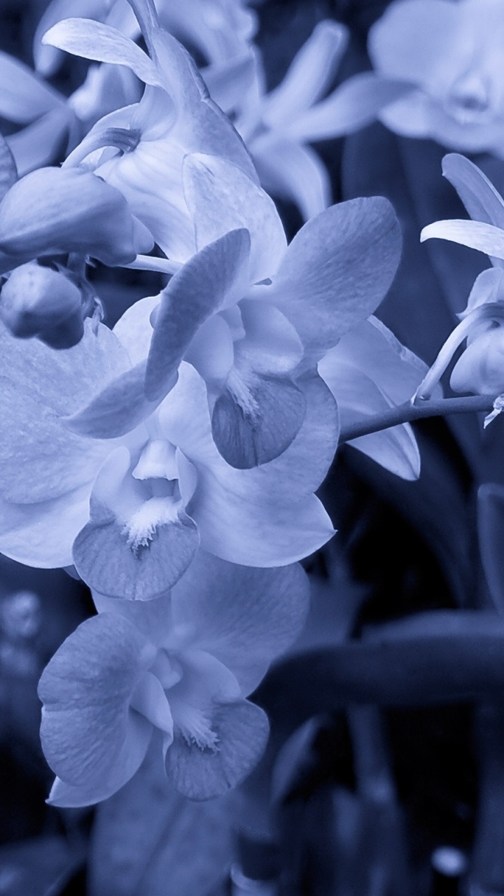 Graustufenfoto Von Mottenorchideen. Wallpaper in 720x1280 Resolution