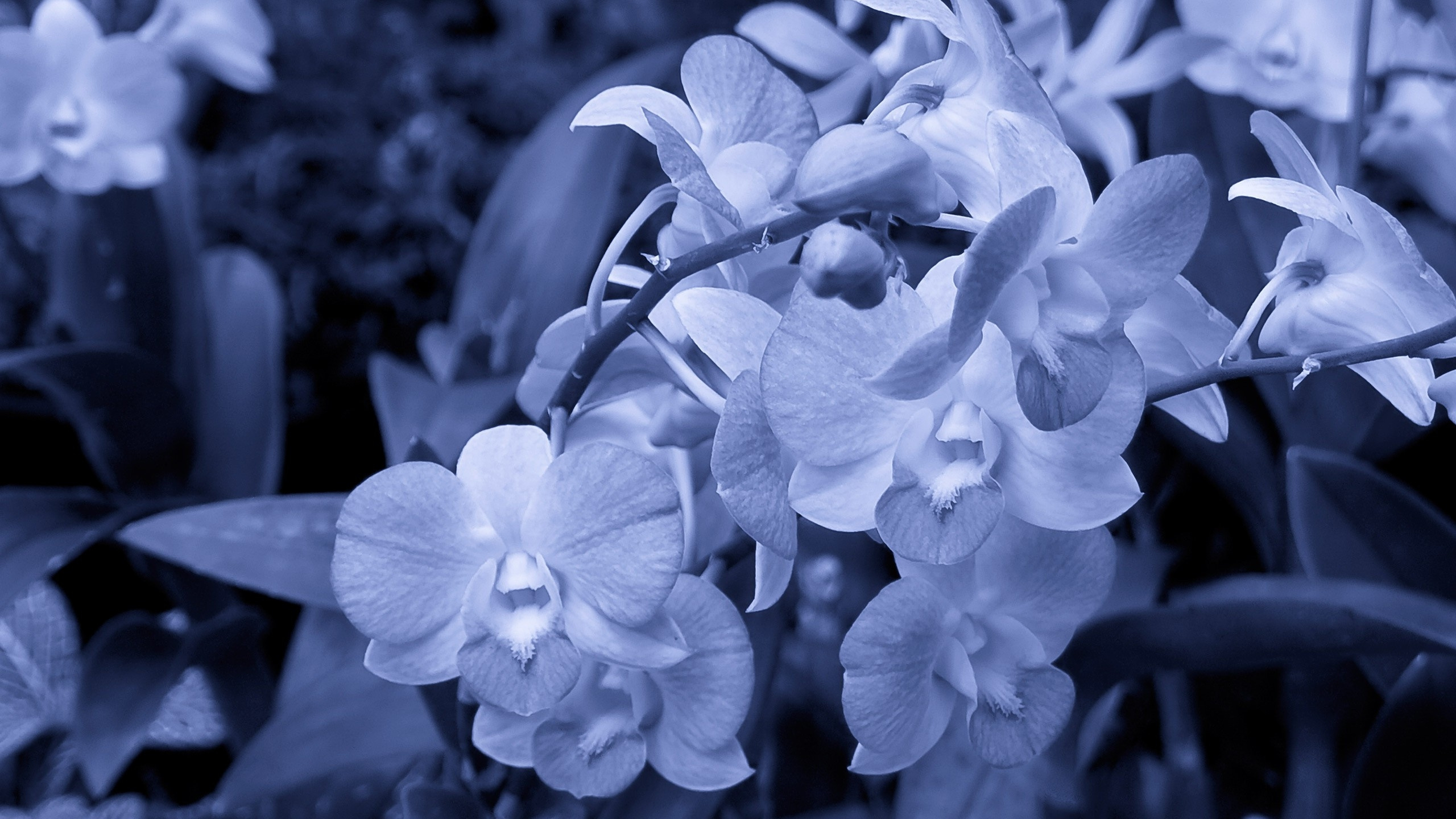 Foto en Escala de Grises de Orquídeas Polilla. Wallpaper in 2560x1440 Resolution