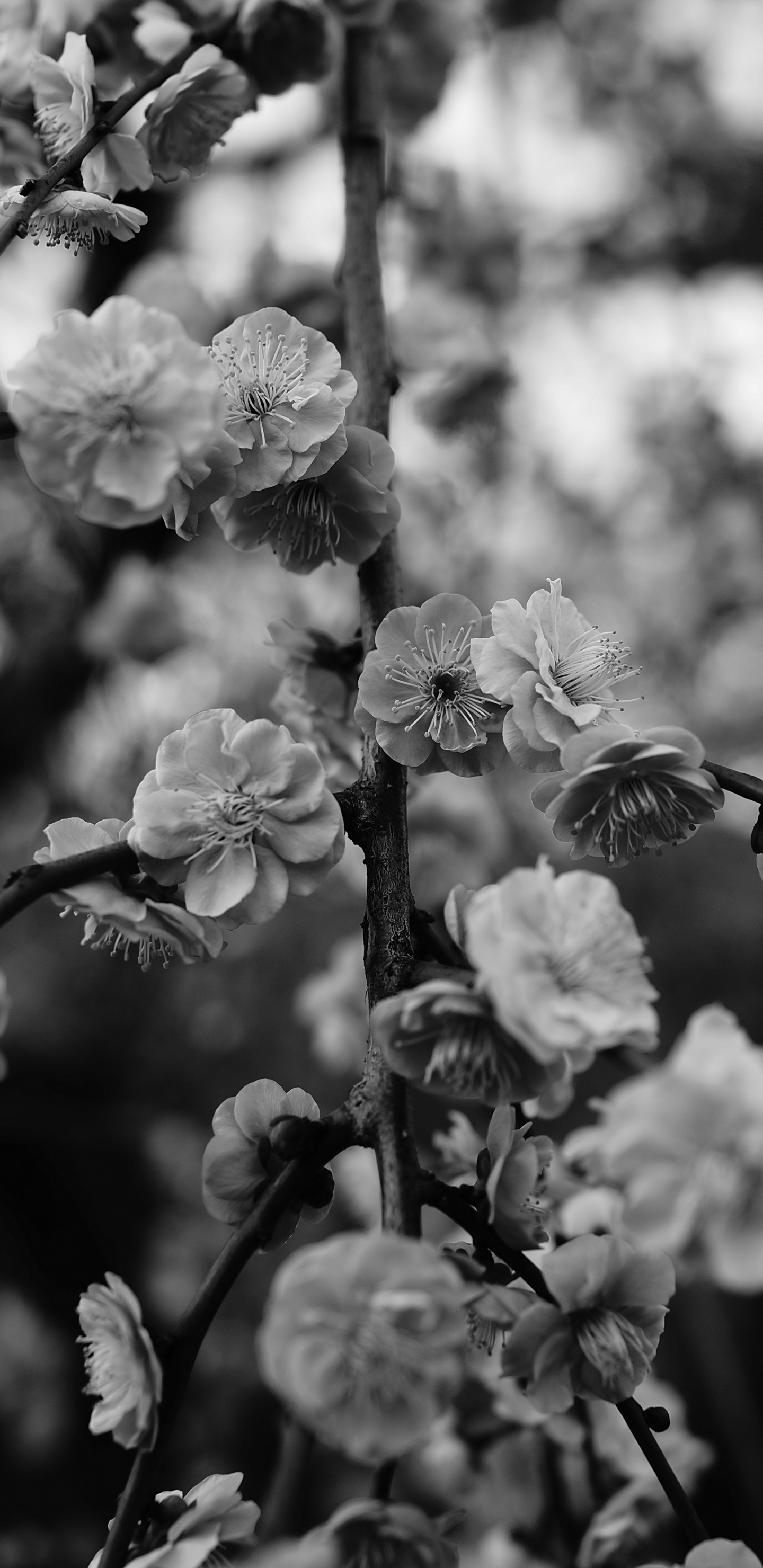 黑色和白色的, 弹簧, 开花, 工厂, 颜色 壁纸 1440x2960 允许