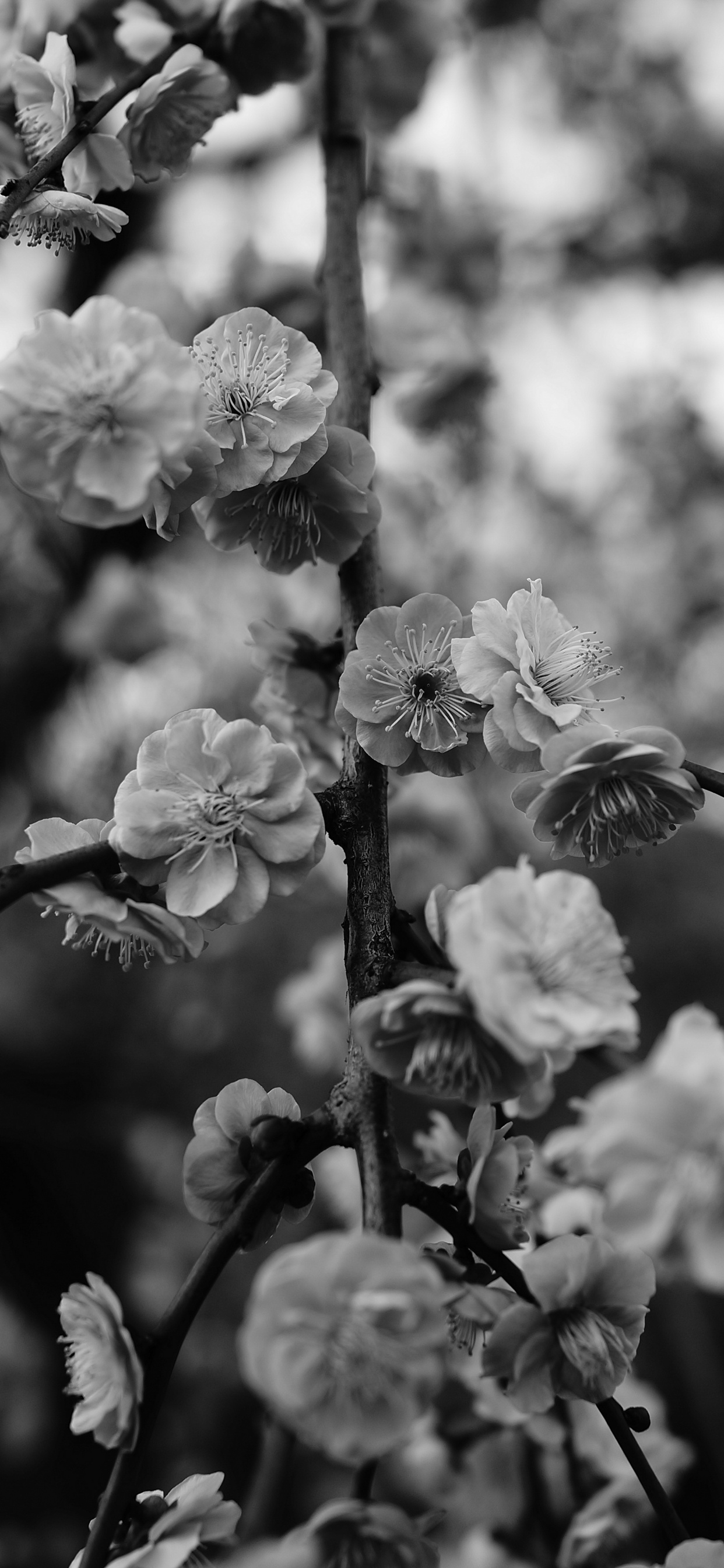 Grayscale Photo of Flower in Bloom. Wallpaper in 1242x2688 Resolution