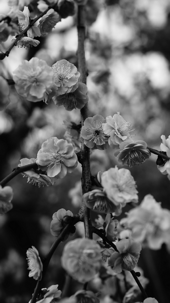 Photo en Niveaux de Gris D'une Fleur en Fleurs. Wallpaper in 720x1280 Resolution