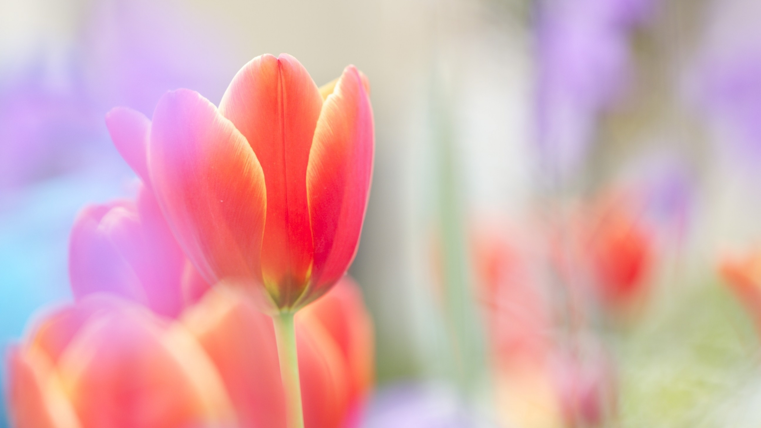 Tulipanes Rosados en Flor Durante el Día. Wallpaper in 2560x1440 Resolution