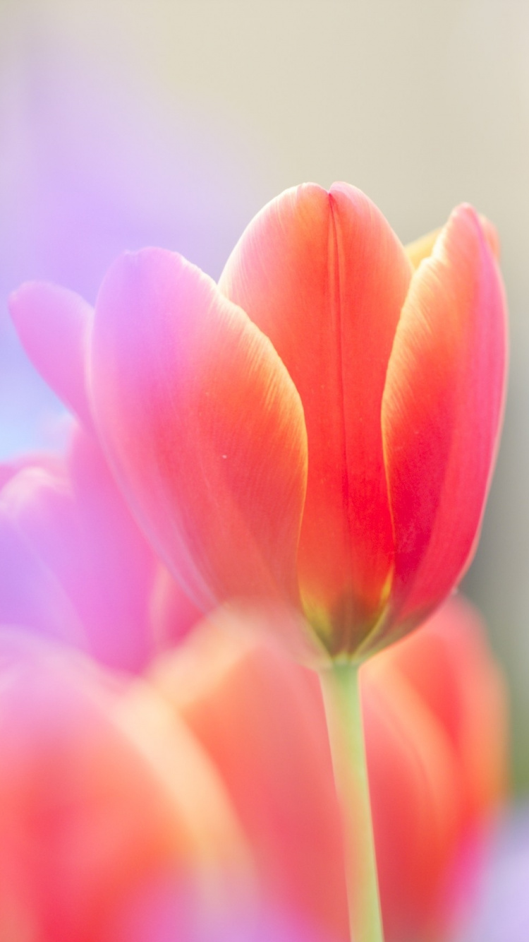 Rosa Tulpen Blühen Tagsüber. Wallpaper in 750x1334 Resolution