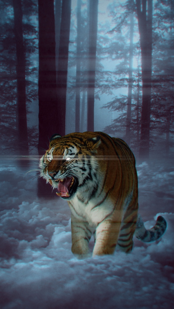 Weißer Tiger Auf Schneebedecktem Boden. Wallpaper in 720x1280 Resolution