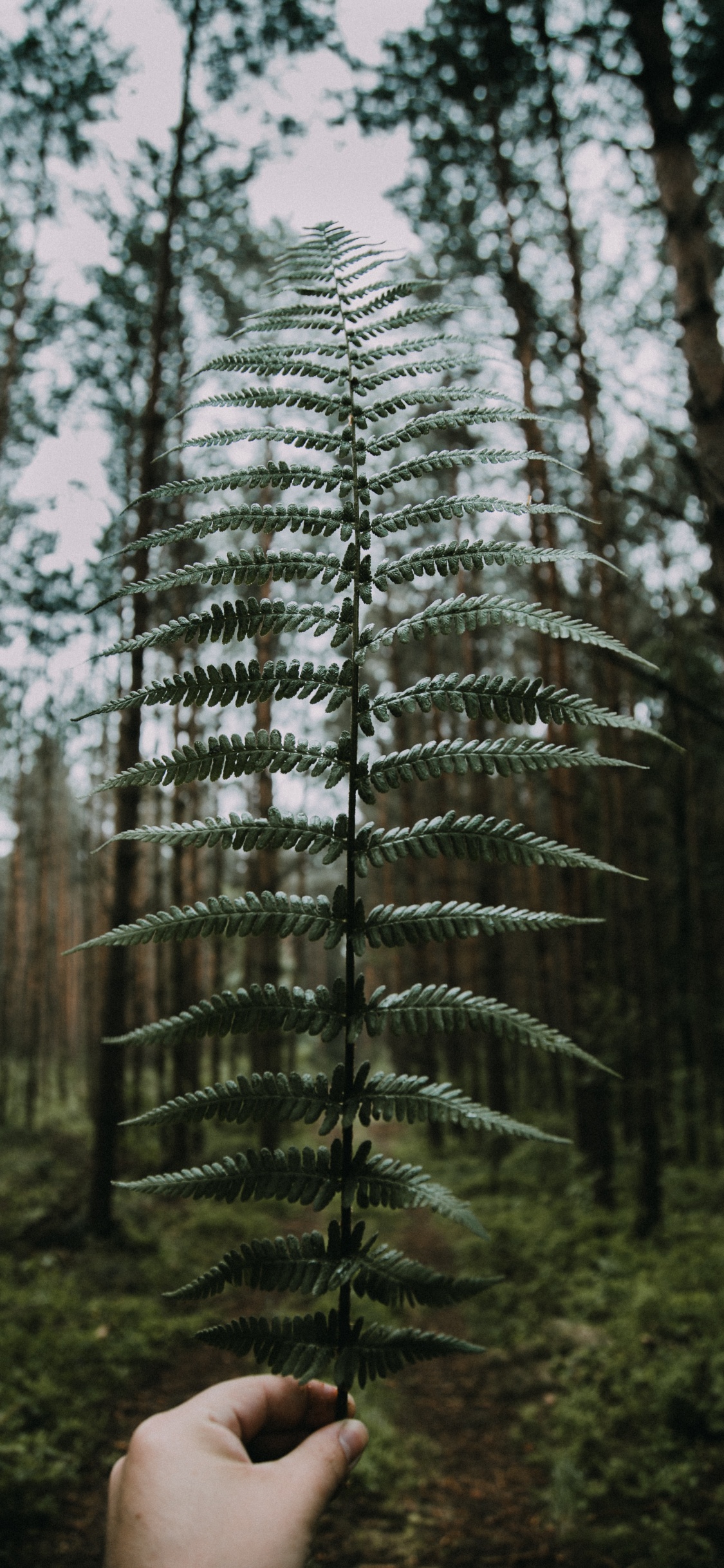 Nature, Tree, Forest, Natural Environment, Woody Plant. Wallpaper in 1125x2436 Resolution