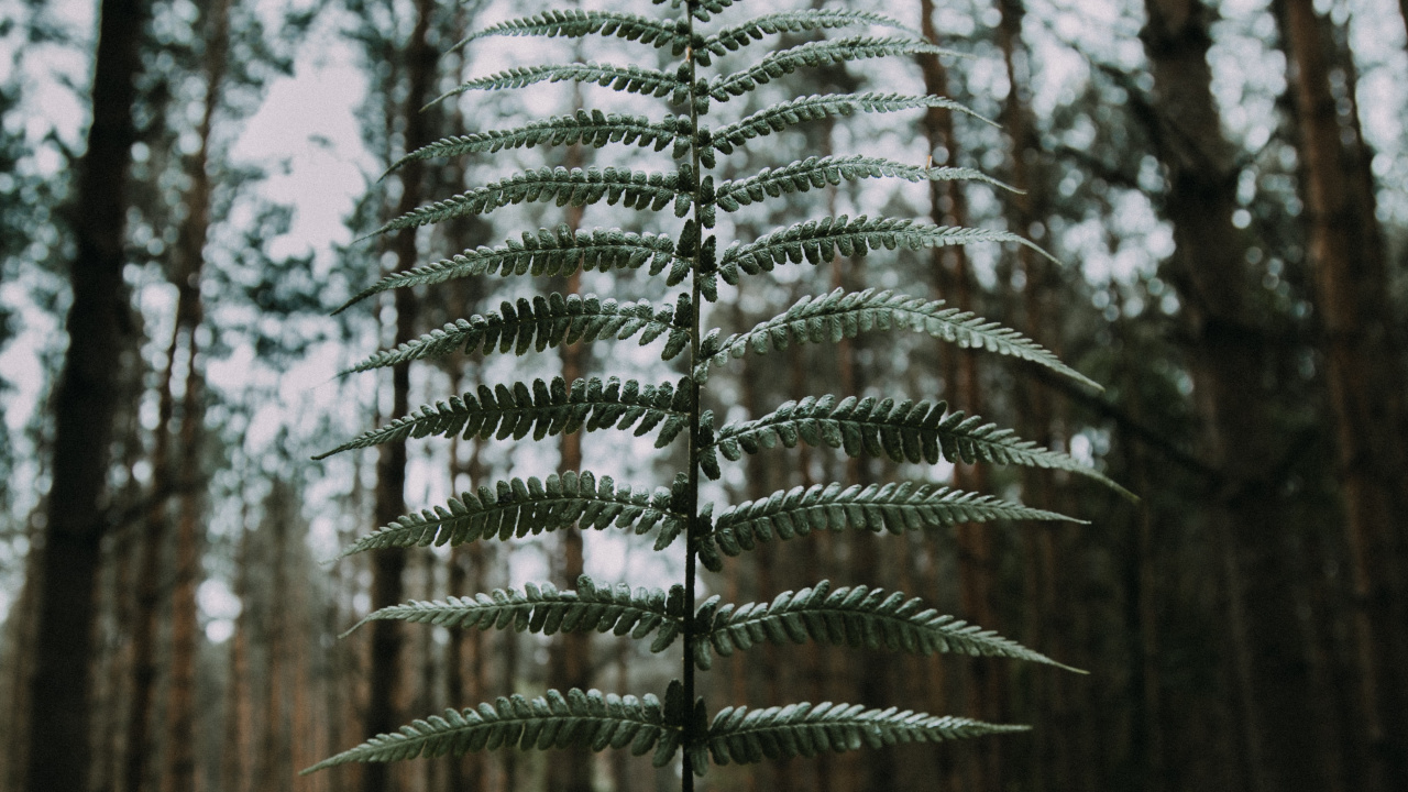 Nature, Tree, Forest, Natural Environment, Woody Plant. Wallpaper in 1280x720 Resolution