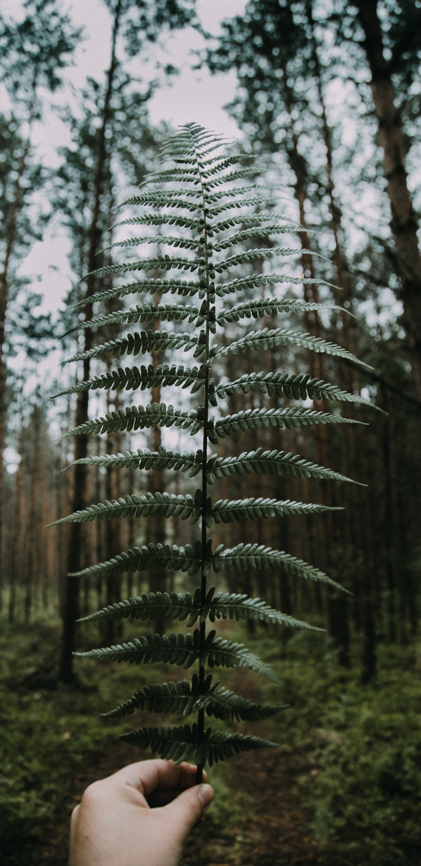 Natur, Baum, Wald, Natürlichen Umgebung, Woody Pflanze. Wallpaper in 1440x2960 Resolution