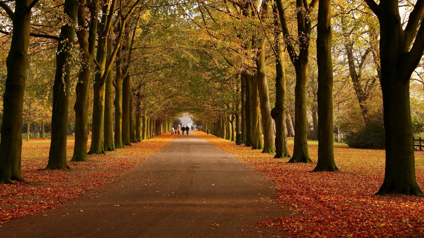 Arbres Bruns et Verts au Bord de la Route. Wallpaper in 1366x768 Resolution