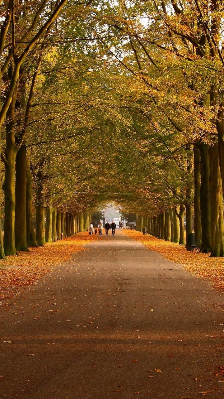 Braune Und Grüne Bäume am Straßenrand. Wallpaper in 720x1280 Resolution