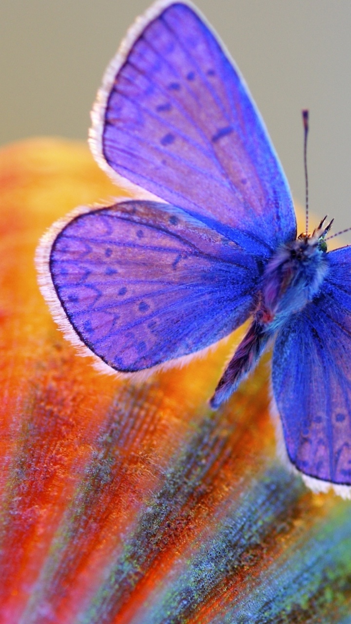 Green and Yellow Butterfly on Brown Wooden Surface. Wallpaper in 720x1280 Resolution