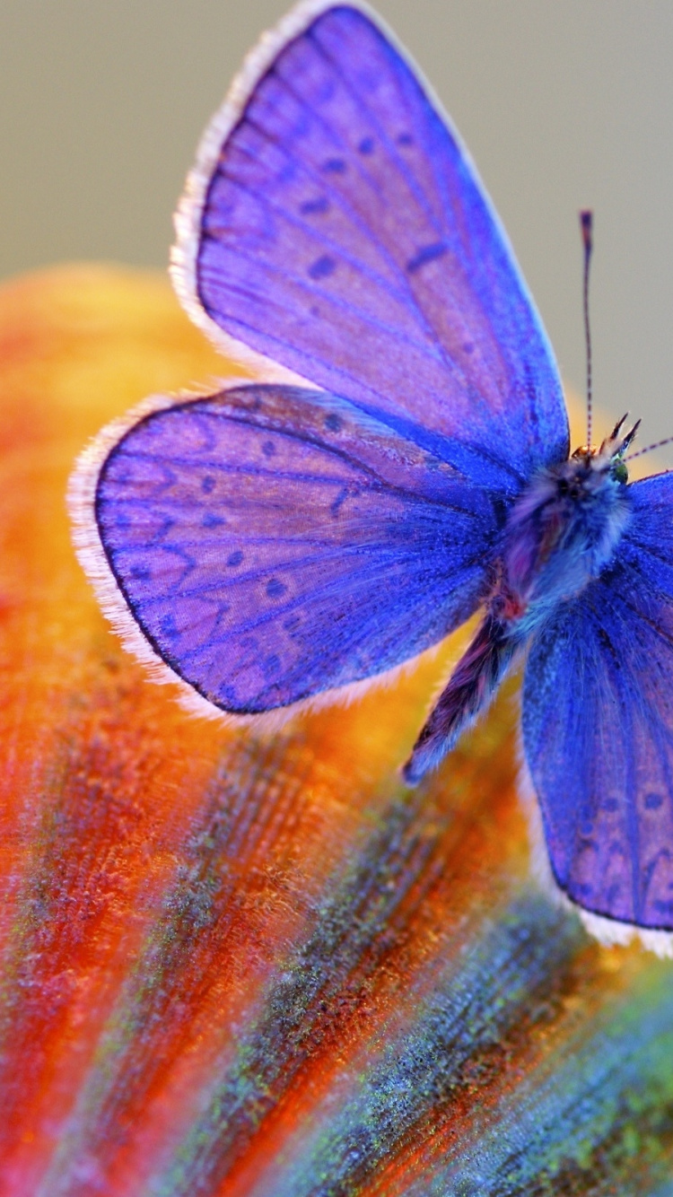 Green and Yellow Butterfly on Brown Wooden Surface. Wallpaper in 750x1334 Resolution