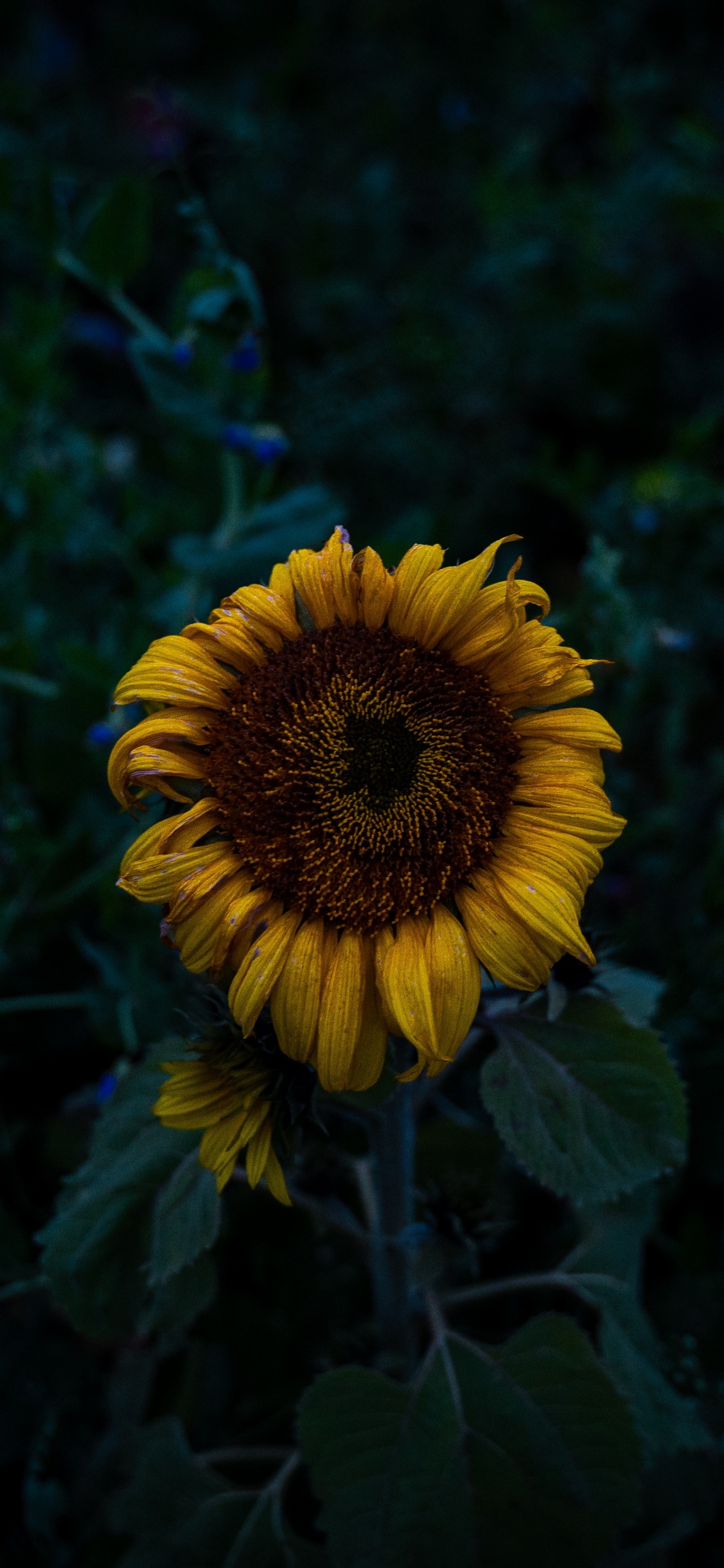 Tagsüber Blüht Gelbe Sonnenblumeflower. Wallpaper in 1125x2436 Resolution