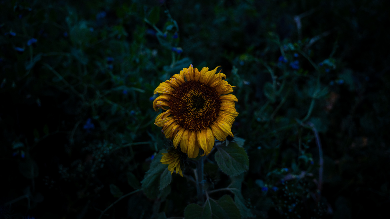 Tagsüber Blüht Gelbe Sonnenblumeflower. Wallpaper in 1366x768 Resolution
