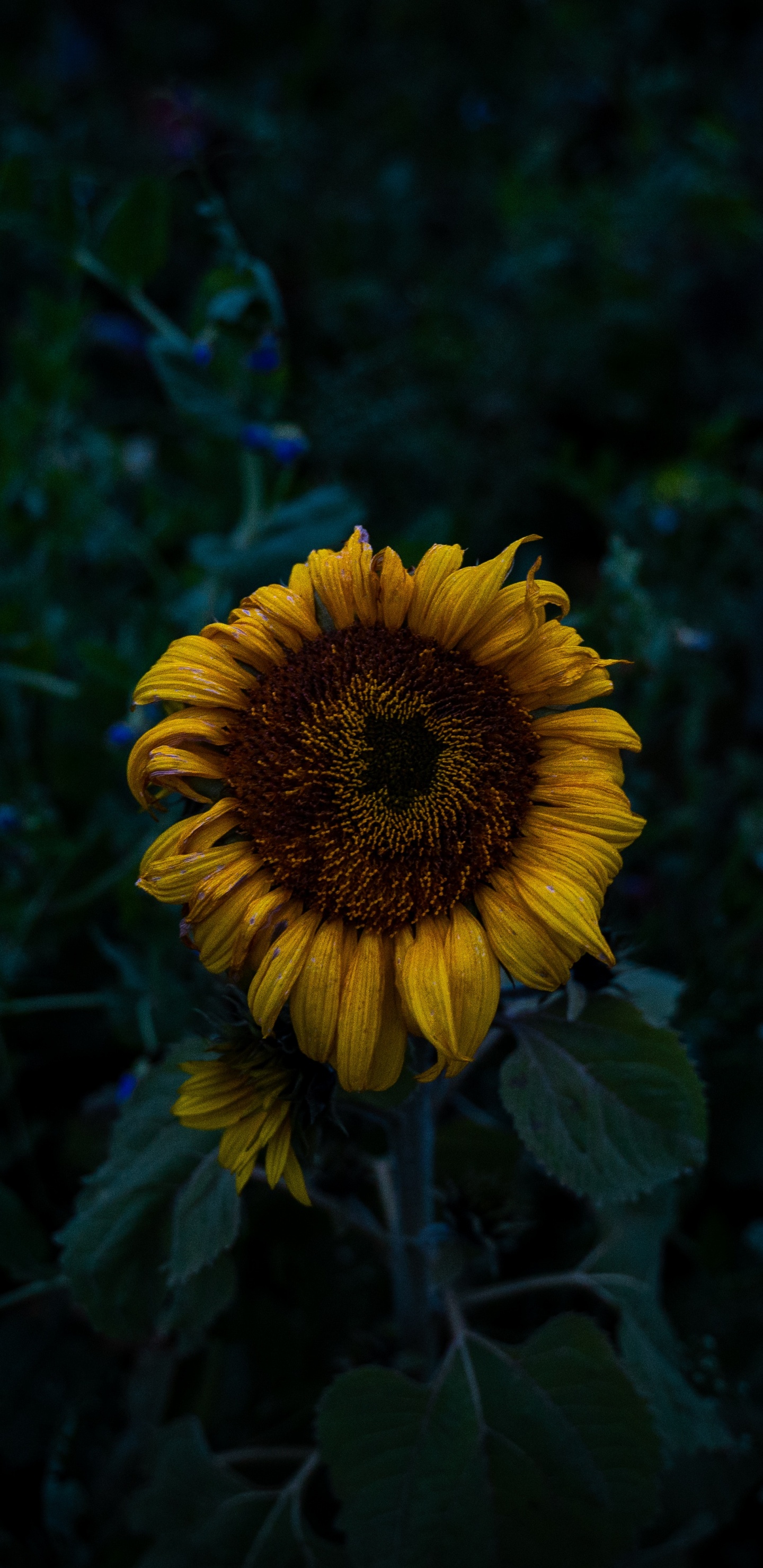 Yellow Sunflower in Bloom During Daytime. Wallpaper in 1440x2960 Resolution