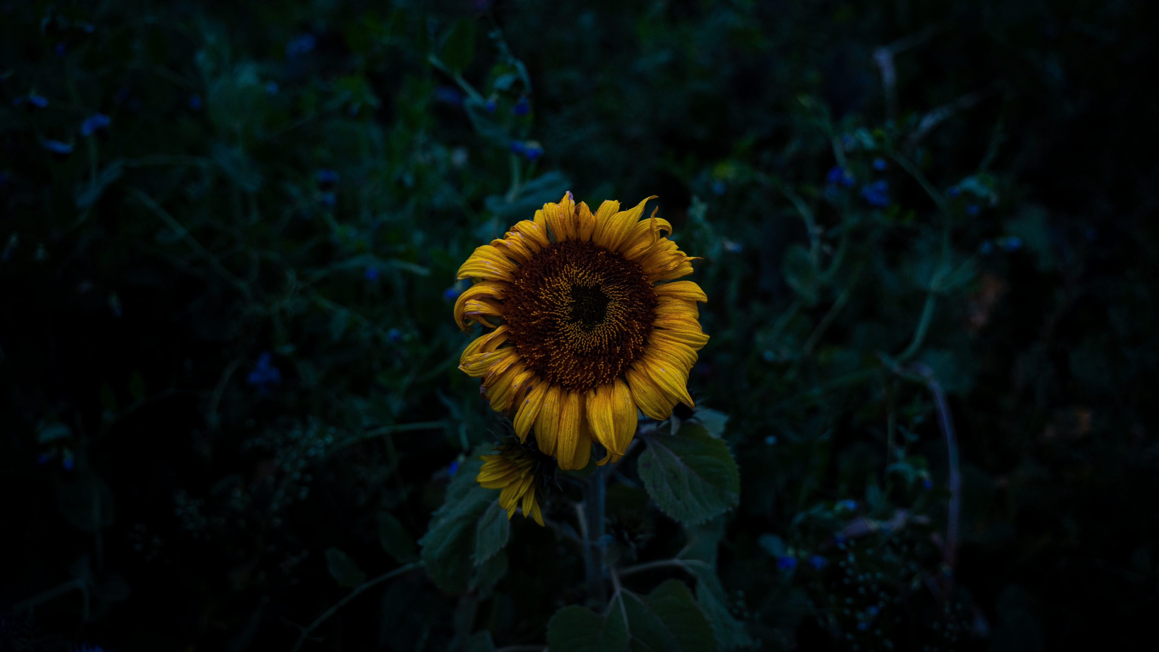 Yellow Sunflower in Bloom During Daytime. Wallpaper in 3840x2160 Resolution