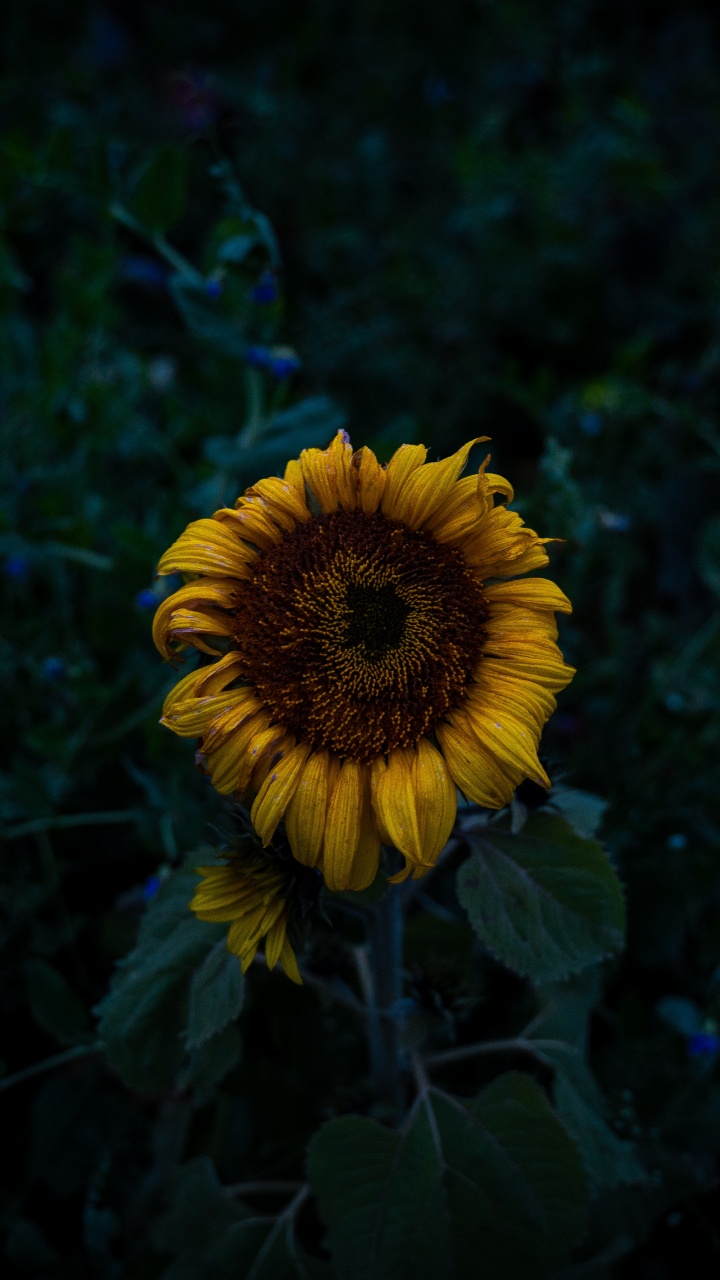 Yellow Sunflower in Bloom During Daytime. Wallpaper in 720x1280 Resolution
