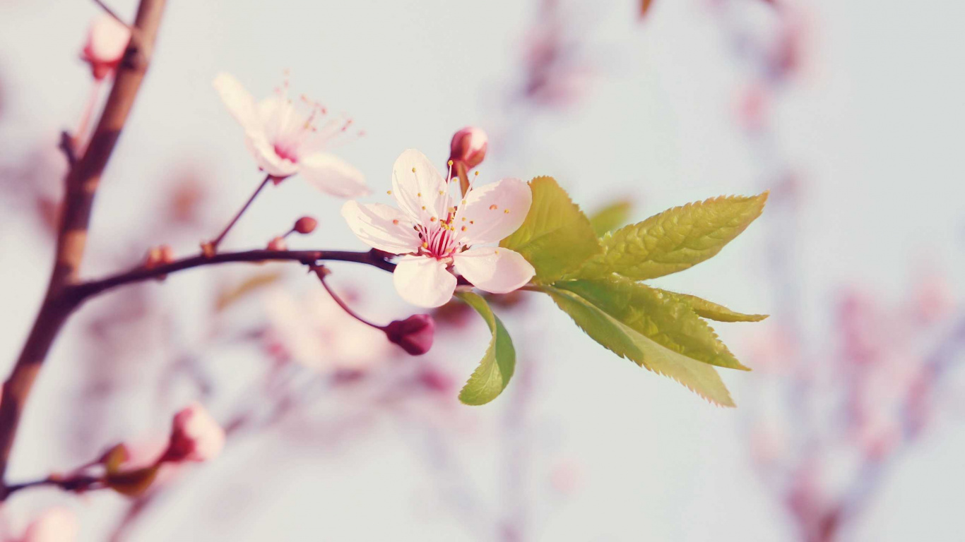 Gelbe Und Rosa Blume in Tilt-Shift-Linse. Wallpaper in 1366x768 Resolution