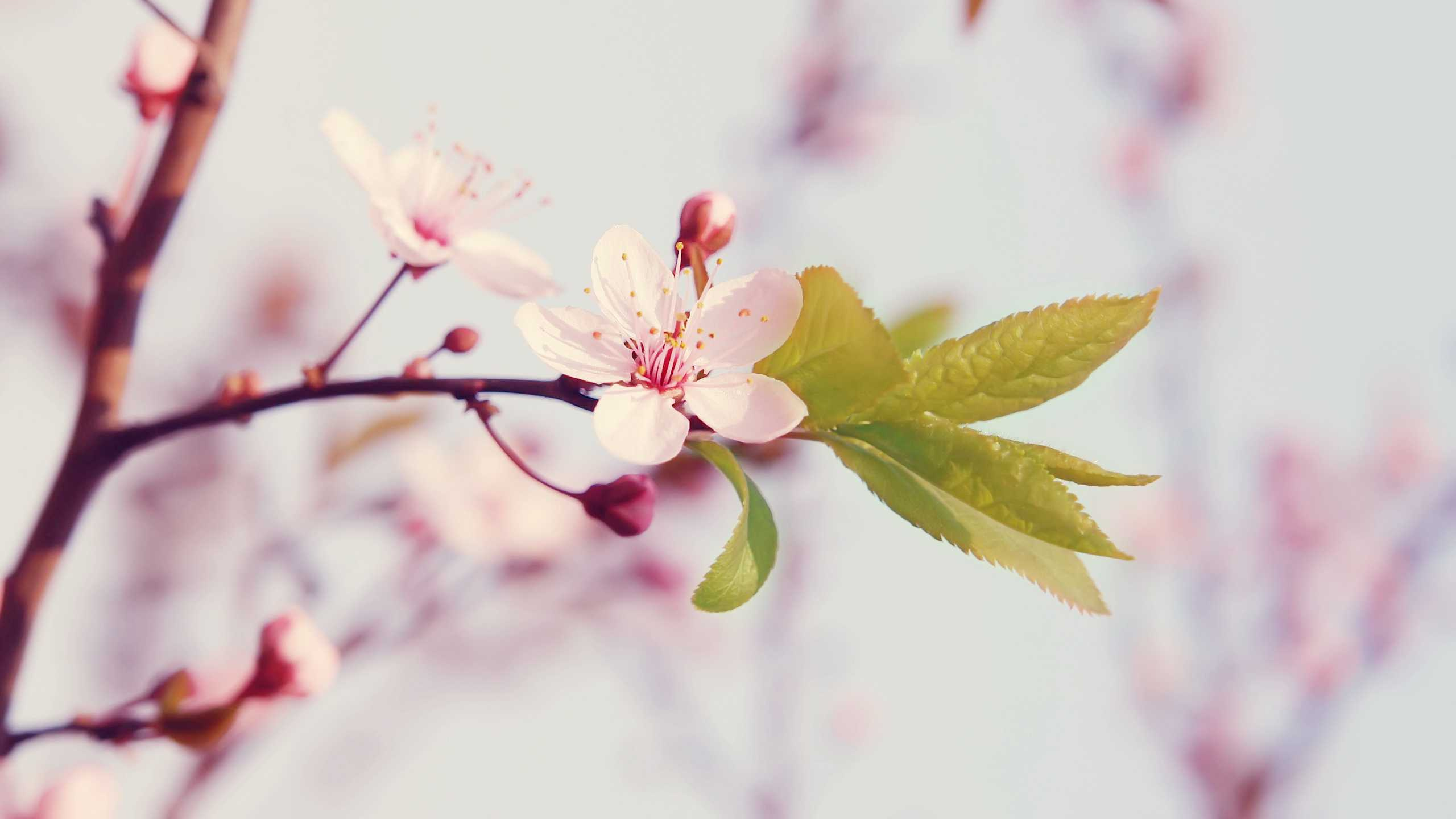 Gelbe Und Rosa Blume in Tilt-Shift-Linse. Wallpaper in 2560x1440 Resolution